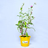 Gomphrena globosa Plant