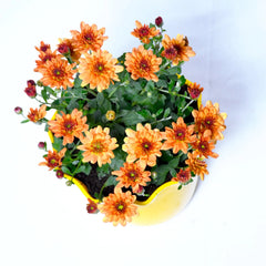 Sevanti Chocolate Plant