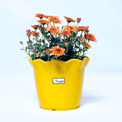 Sevanti Chocolate Plant