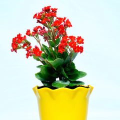 Red Kalanchoe Plant