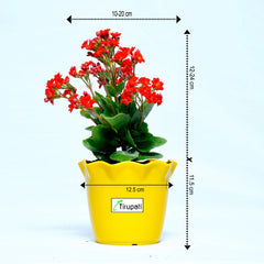 Red Kalanchoe Plant