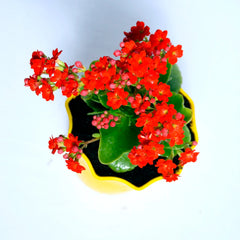 Red Kalanchoe Plant