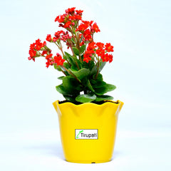 Red Kalanchoe Plant