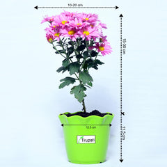 Sevanti Purpel Plant