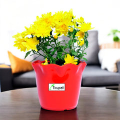 Sevanti Yellow Plant