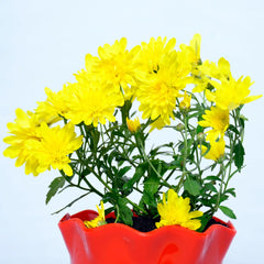 Sevanti Yellow Plant