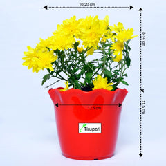 Sevanti Yellow Plant