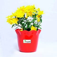 Sevanti Yellow Plant
