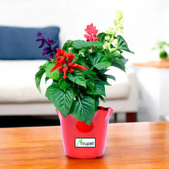 Salvia Three Color Plant