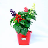 Salvia Three Color Plant