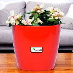 Variegated Jade Plant