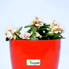 Variegated Jade Plant