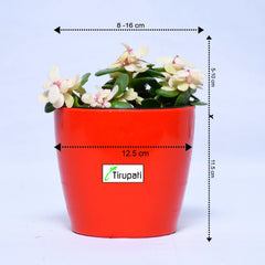 Variegated Jade Plant