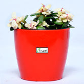 Variegated Jade Plant