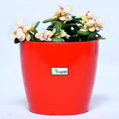 Variegated Jade Plant