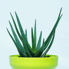 Black Aloevera Plant