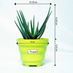 Black Aloevera Plant