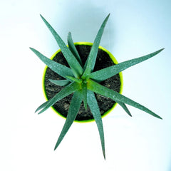 Black Aloevera Plant