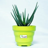 Black Aloevera Plant