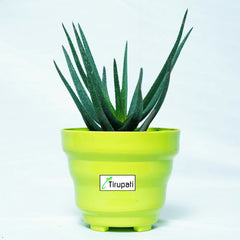 Black Aloevera Plant