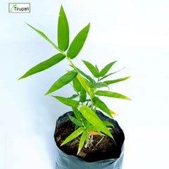 Bamboo Balcooa Plant