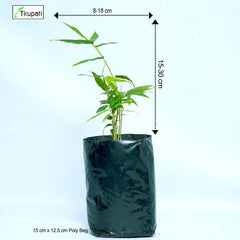 Bamboo Balcooa Plant