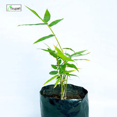 Bamboo Balcooa Plant