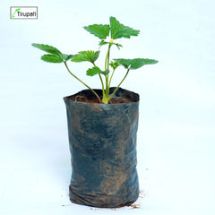 Strawberry Plant