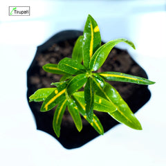 Mango Croton Plant