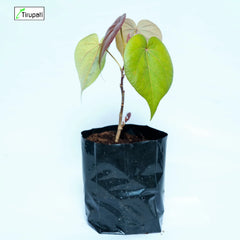 Red Paras Pipal Plant