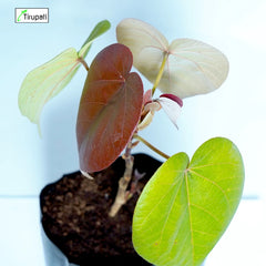 Red Paras Pipal Plant