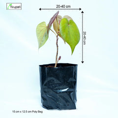 Red Paras Pipal Plant