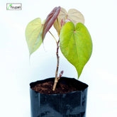 Red Paras Pipal Plant