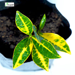 Croton Petra Plant
