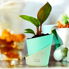 Philodendron Red Congo Plant