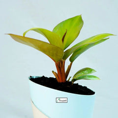 Philodendron Red Congo Plant