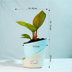 Philodendron Red Congo Plant