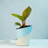 Philodendron Red Congo Plant