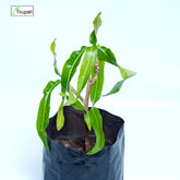 Ribbon Mango Croton Plant