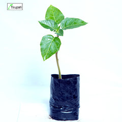 Datura Plant