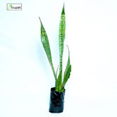 Snake Plant