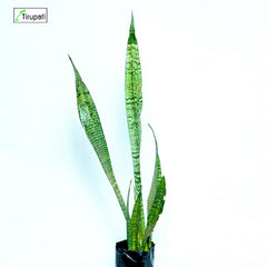 Snake Plant