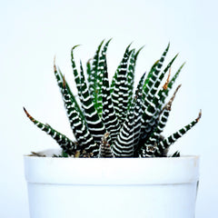 Zebra Cactus Plant