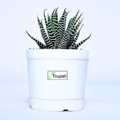 Zebra Cactus Plant