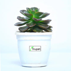 Melaco Succulent Plant