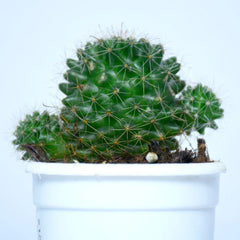 Pincushion Cactus plant