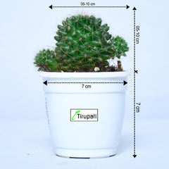 Pincushion Cactus plant