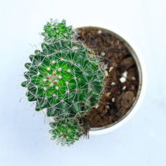 Pincushion Cactus plant