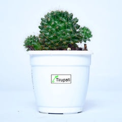 Pincushion Cactus plant