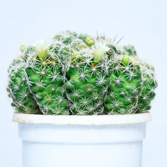 Thimble Cactus Plant